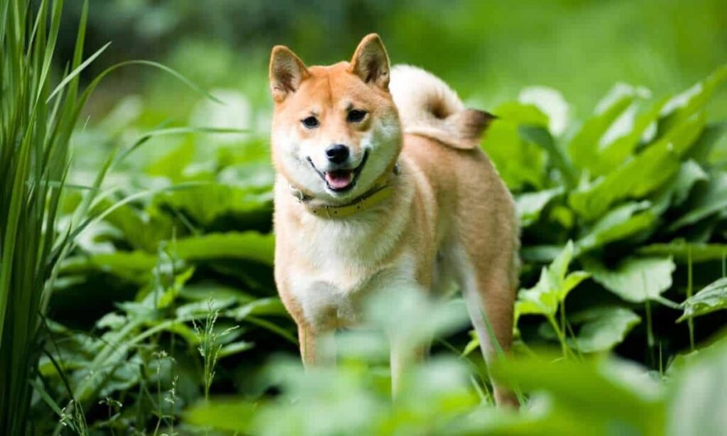 Shiba Inu Pumps After Lead Developer Shares 'Shibarium' Update Details