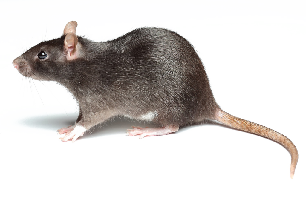 Rats RAT