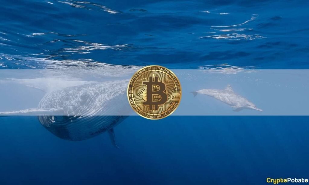 Bitcoin Whale Activity Soars, Reflecting Renewed Market Confidence