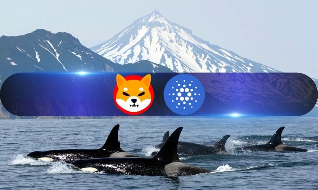 Cardano, Shiba Inu, Jasmy Catch Whale Fever as Large Transactions Spike