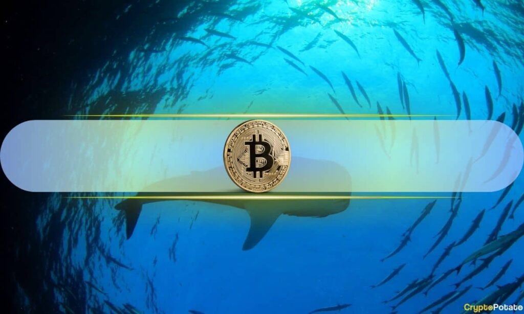 Bitcoin Whales Accumulated $22.8 Billion in BTC Despite Market Drop