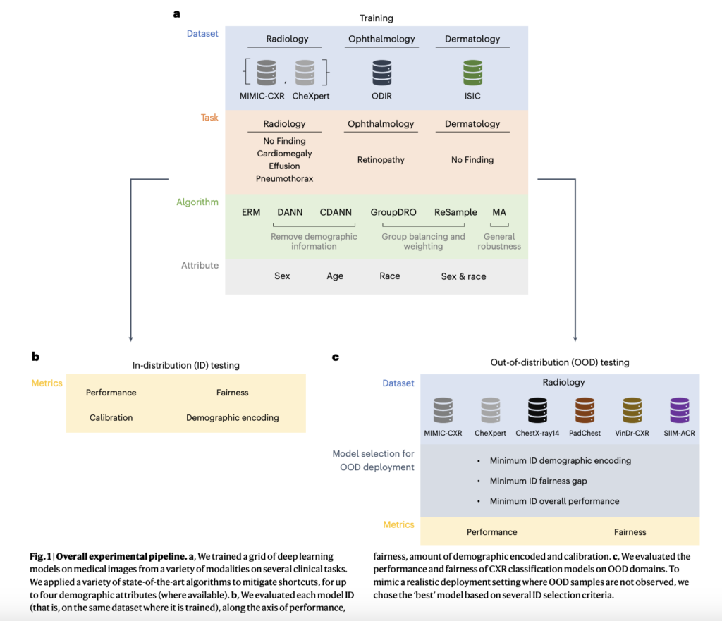 AI in Medical Imaging: Balancing Performance and Fairness Across Populations