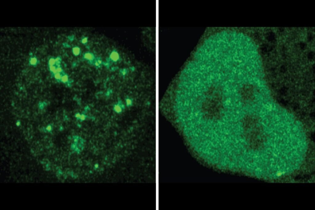 AI model deciphers the code in proteins that tells them where to go | MIT News